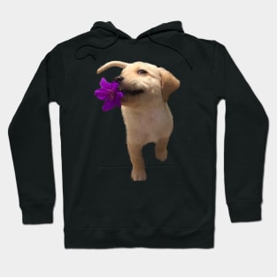 Yellow labrador holding flower Hoodie